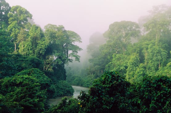 Um rio corre pela floresta tropical