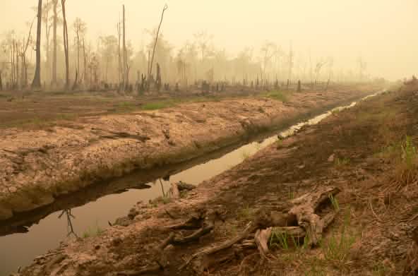 Floresta de pântano de turfa devastada para ceder lugar ao agronegócio de arrozais na Indonésia