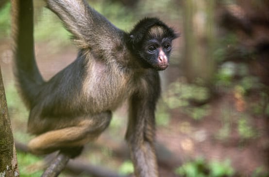 Macaco-aranha em uma árvore