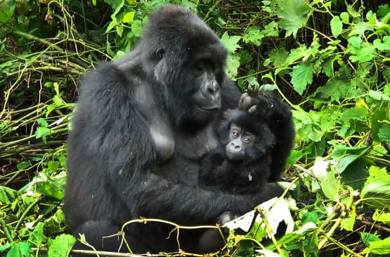 Gorila com filhote em Virunga