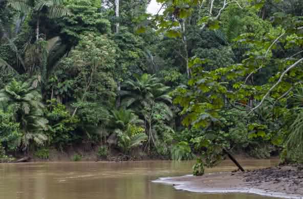 Curso de rio na floresta tropical do Parque Nacional do Yasuní