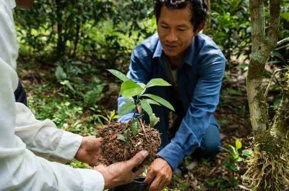 Um homem segura uma muda de uma planta medicinal