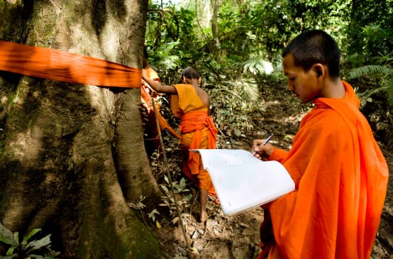 Monges do Camboja marcam e abençoam uma árvore-gigante no Vale do Areng.