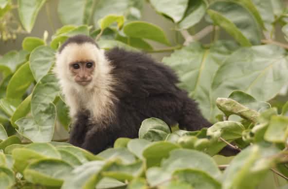 Macaco-prego-de-cara-branca