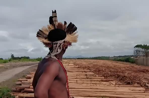 Indígena em uma monocultura de eucalipto