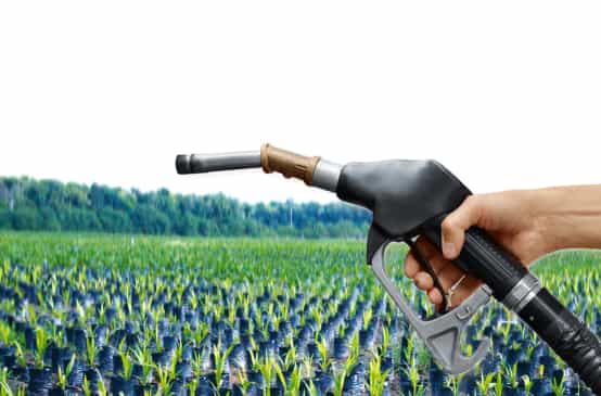 Fotomontagem: Tampas de tanques de gasolina diante de mudas de palmas de óleo na floresta tropical
