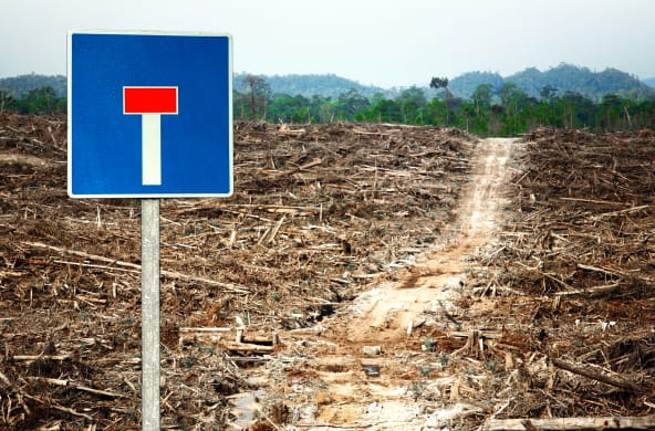 Fotomontagem: floresta destruída pela monocultura da palma de óleo