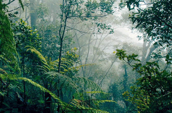 Floresta tropical em Bornéu