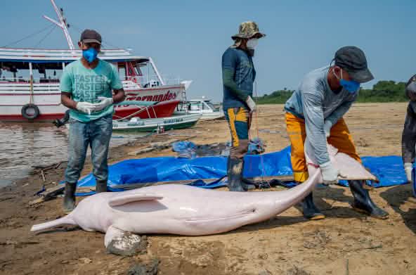Três pessoas observam boto cor-de-rosa morto sobre areia, às margens de um rio