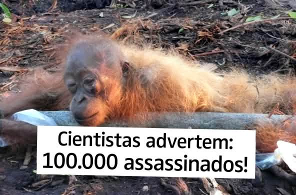 Cientistas advertem: 100.000 assassinados!