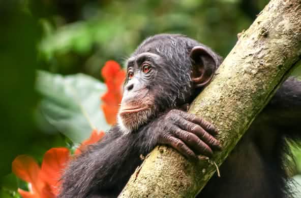 Chimpanzé na Libéria
