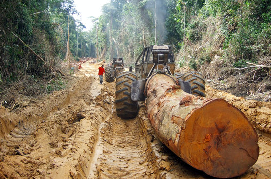 Uma árvore gigante é transportada na floresta tropical
