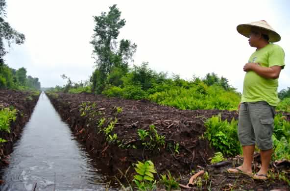 Matek diante de um canal de drenagem em uma floresta de turfa