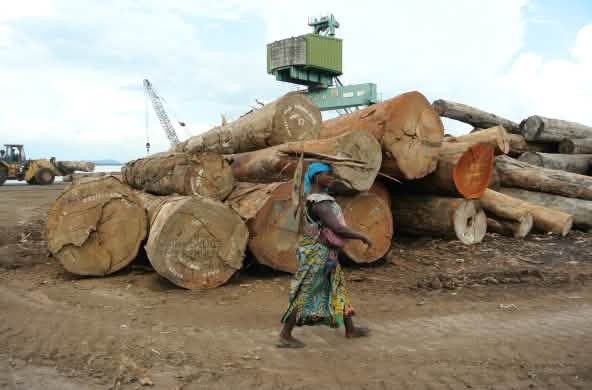 Carregamento de madeira no porto de Kinshasa