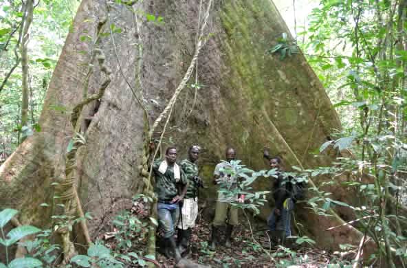 Funcionário da Chimpanzee Foundation (WCF) e guardas ecológicos diante de uma árvores gigante no Parque Nacional de Sapo, na Libéria