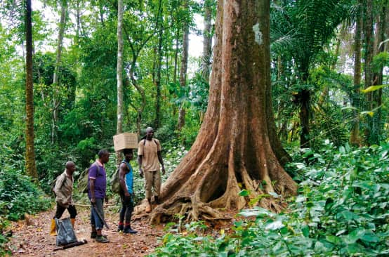 Guardas ambientais na floresta tropical