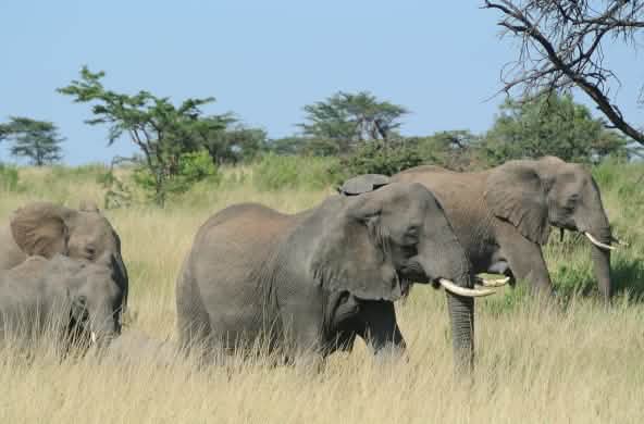 Manada de elefantes em Serengeti