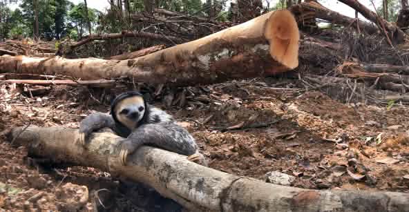 Preguiça-de-três-dedos (Bradypus tridactylus) agarra o tronco de uma árvore derrubada na Amazônia