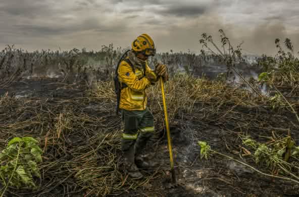 Brigadista está em pé, apoiado em uma ferramenta para apagar fogo, em meio a uma área de mata toda destruída pelo fogo no Pantanal