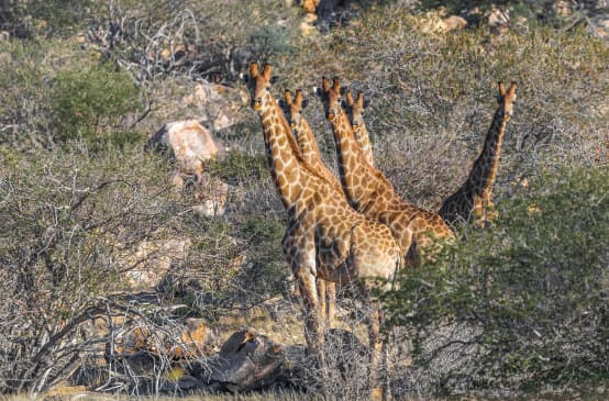 Girafas