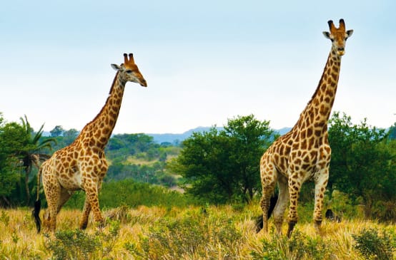 Girafas na África do Sul