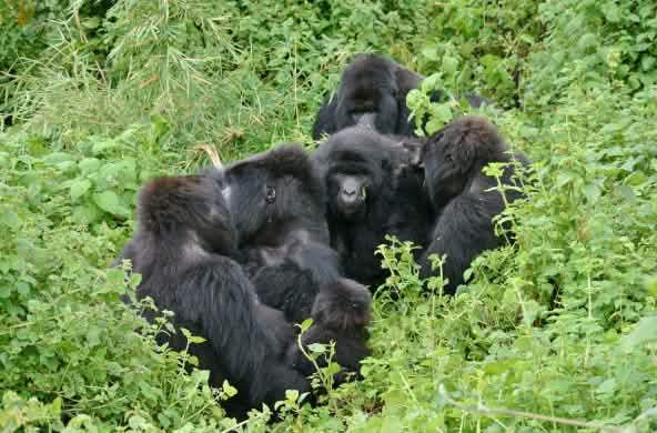 Gorilas no Parque Nacional do Virunga, novembro de 2021