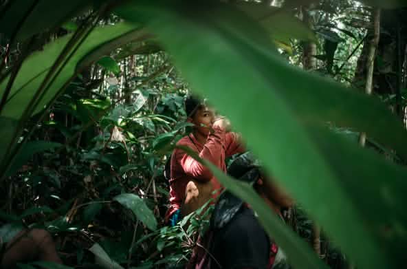 Um homem jovem indígena olha para a câmera, ele está entre folhas no meio da floresta