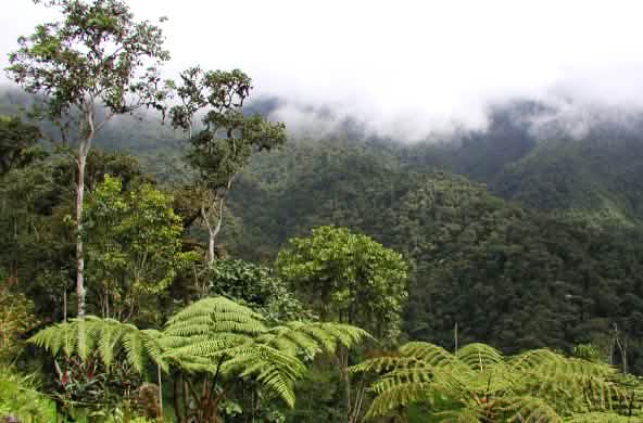 Floresta nublada nas montanhas da região INTAG, no norte do Equador