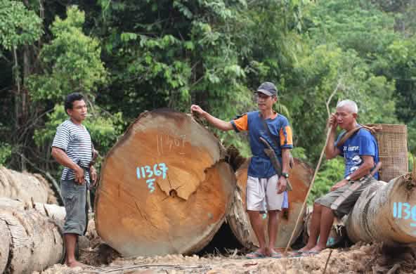 Desmatamento na floresta de Kinipan – Indígenas ao lado de troncos