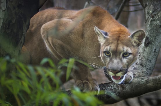 Puma fazendo tocaia em um galho e árvore