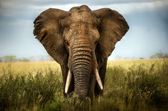 Elefante africano na savana