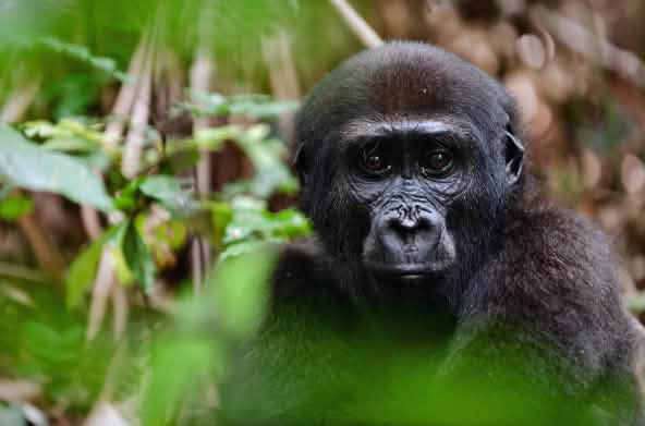 Gorila ocidental das terras baixas (Gorilla gorilla gorilla)