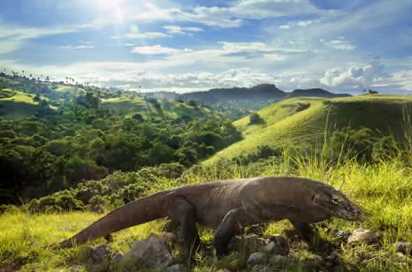 Dragão-de-Komodo (Varanus komodoensis)