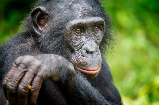 Um bonobo