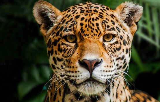 Onça-pintada (jaguar) na Reserva Biológica Indio Maíz, Nicarágua