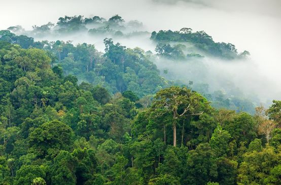 Floresta amazônica sob neblina