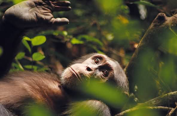 Chimpanzé