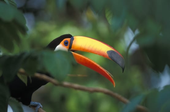 Tucano gigante em um galho na floresta tropical