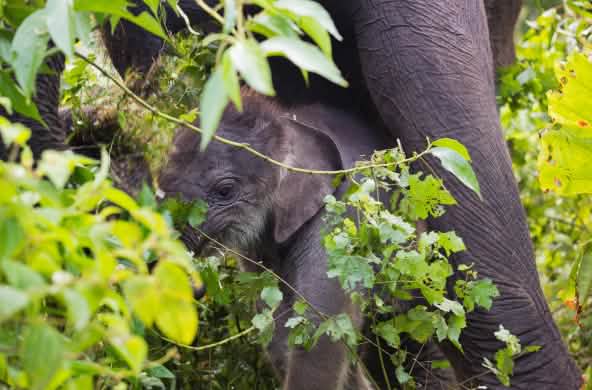 Os elefantes da floresta têm o seu habitat no ecossistema Leuser.
