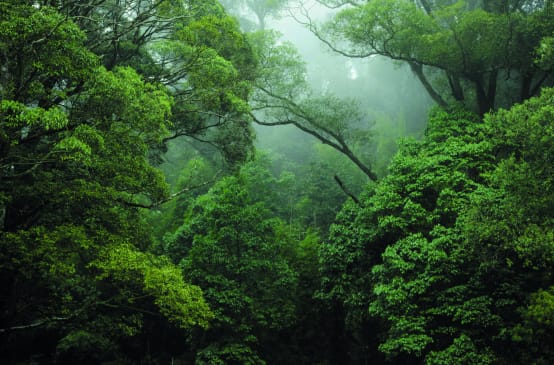 Floresta tropical no Congo