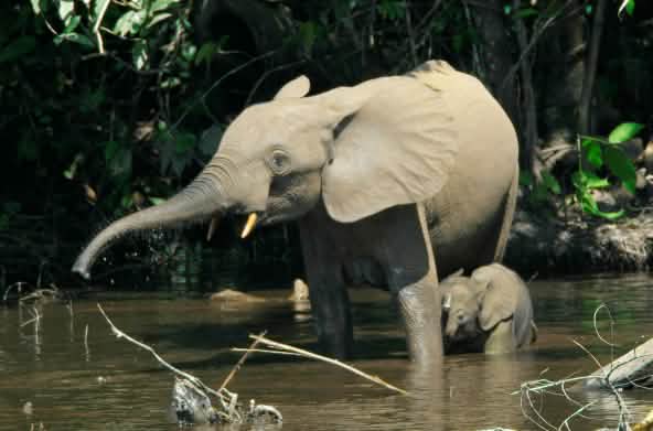 Elefante-da-floresta com cria