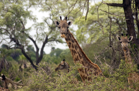 Girafas-Masai na Reserva de Selous