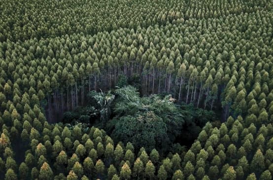 Floresta tropical sufocada por monocultura de eucaliptos