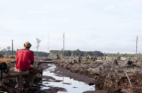 A triste verdade: desmatamento e destruição da floresta tropical