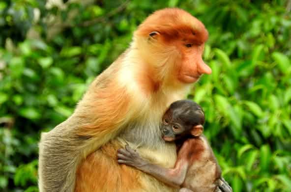 Macaca-nariguda com bebê