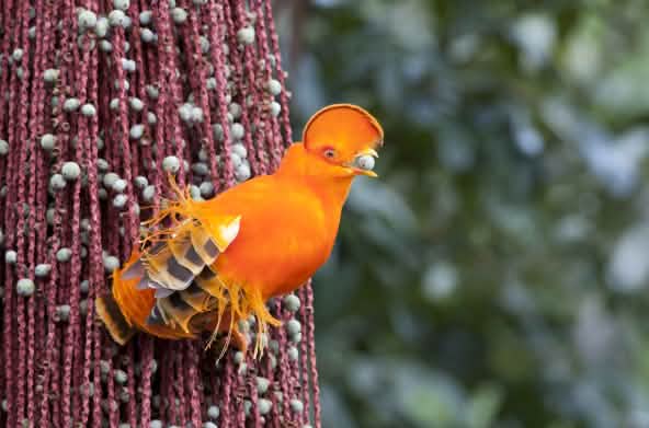 Galo-da-serra cor-de-laranja (pássaro)