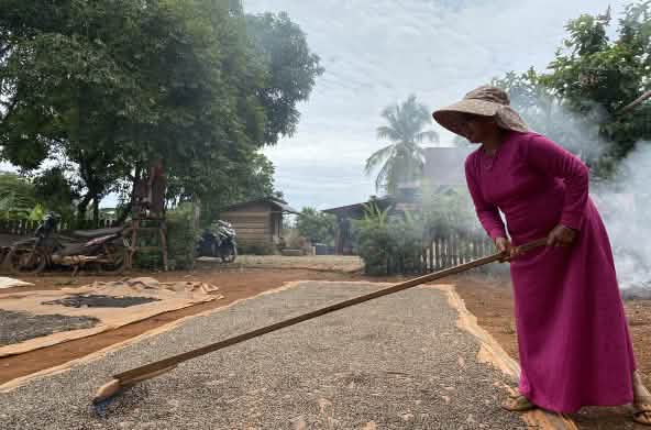 Sementes de pimenta distribuídas em esteiras grandes para secagem sob o sol