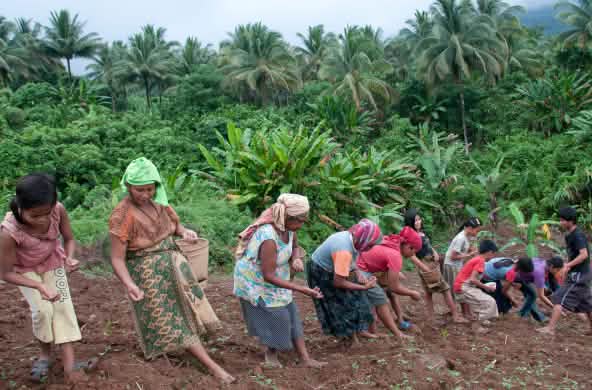 Mulheres plantando arroz