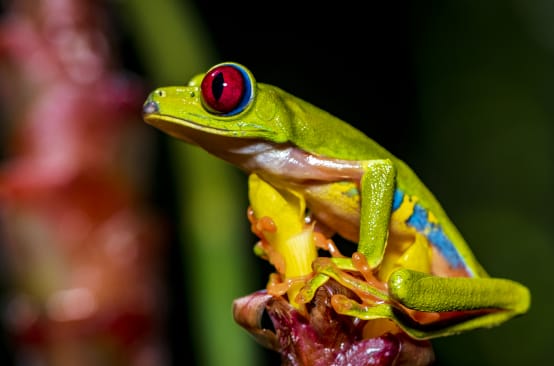 Rã-de-olhos-vermelhos multicolorida sentada em uma flor