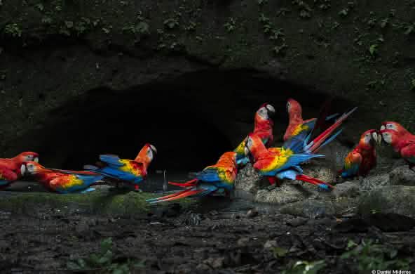 Grupo de araras exuberantes comendo barro mineralizado